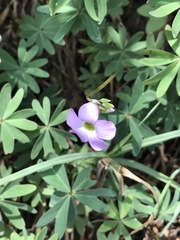 Oxalis decaphylla