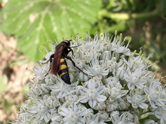 Scolia fuciformis