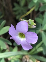 Oxalis decaphylla