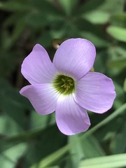 Oxalis decaphylla