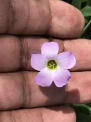 Oxalis decaphylla