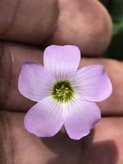Oxalis decaphylla