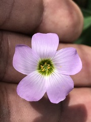 Oxalis decaphylla