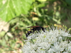 Scolia fuciformis