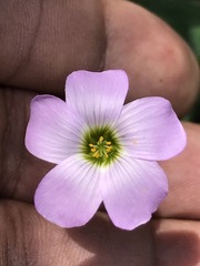 Oxalis decaphylla