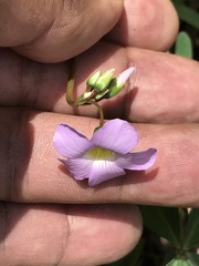 Oxalis decaphylla