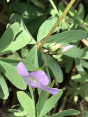 Oxalis decaphylla