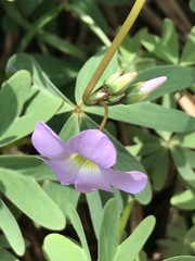 Oxalis decaphylla