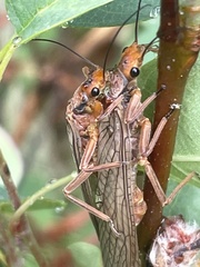 Hesperoperla pacifica