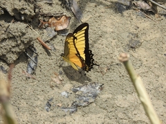Heraclides androgeus
