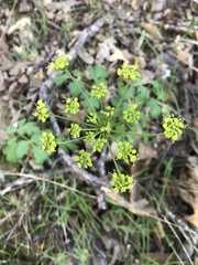 Tauschia kelloggii