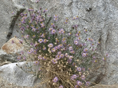 Erigeron breweri porphyreticus