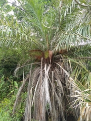 Acrocomia aculeata