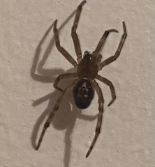 Steatoda nobilis