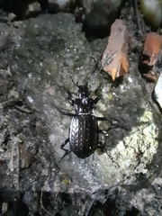 Carabus granulatus interstitialis