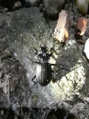 Carabus granulatus interstitialis