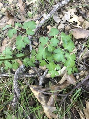 Tauschia kelloggii