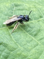Andrena integra