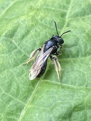 Andrena integra