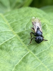 Andrena integra