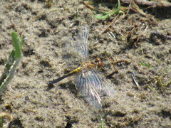 Leucorrhinia intacta