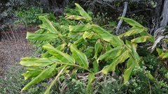Hedychium