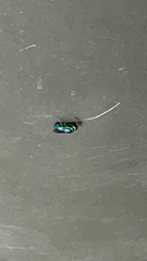 Chrysis angolensis