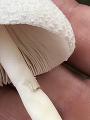 Leucocoprinus