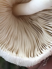 Leucocoprinus