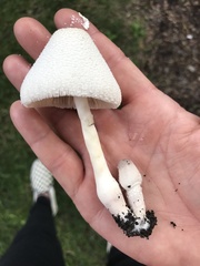 Leucocoprinus
