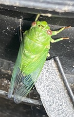 Okanagana viridis
