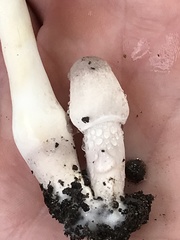 Leucocoprinus