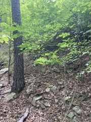 Amorpha ouachitensis