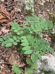 Amorpha ouachitensis