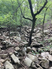 Amorpha ouachitensis