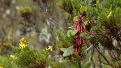 Macleania rupestris image