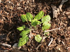 Adenocaulon chilense