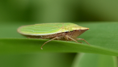 Draeculacephala constricta