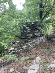 Toxicodendron radicans pubens