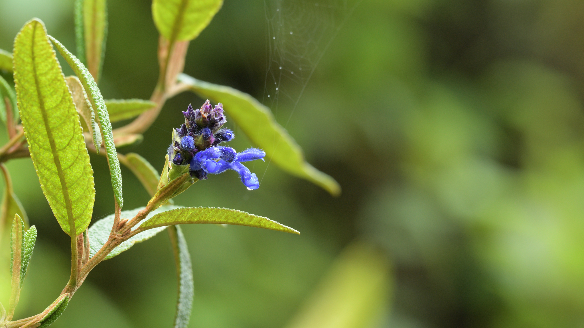 Salvia corrugata image