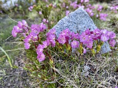 Kalmia microphylla microphylla