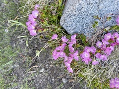Kalmia microphylla microphylla