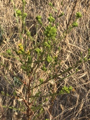 Madia subspicata