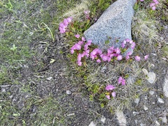 Kalmia microphylla microphylla