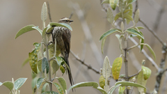 Leptasthenura andicola
