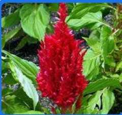 Celosia argentea plumosa