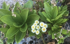 Erigeron darrellianus