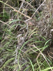 Elymus churchii