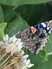Vanessa atalanta