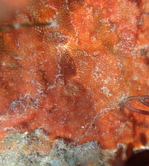 Watersipora subtorquata